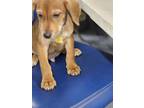 Adopt EDWIN a Beagle, Mixed Breed