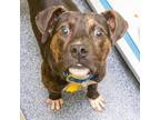 Adopt BLACKY a Pit Bull Terrier, Mixed Breed