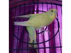 Adopt LIME a Parakeet (Other)