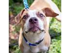 Adopt Thornberry a American Staffordshire Terrier
