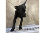 Adopt Theo- 052701S a Pit Bull Terrier, Labrador Retriever