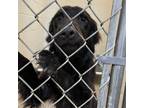 Adopt Black Beard- 052802S a Labrador Retriever