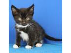 Adopt Constantine- 052203S a Domestic Short Hair