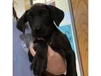 Adopt Omen- 052803S a Pit Bull Terrier