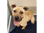 Adopt POPCORN a Pit Bull Terrier, Mixed Breed