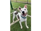 Adopt JESSE a Pit Bull Terrier, Mixed Breed