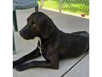 Adopt Tracker 24-0366 a Black Labrador Retriever