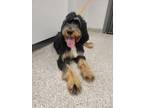 Adopt Charles a Bernese Mountain Dog, Standard Poodle