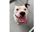 Adopt HAPPY a Pit Bull Terrier, Mixed Breed