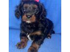 Cavapoo Puppy for sale in Fort Collins, CO, USA