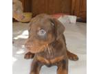 Doberman Pinscher Puppy for sale in Temecula, CA, USA