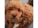 Poodle (Toy) Puppy for sale in Edgar Springs, MO, USA