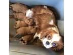AKC cavilier with 5 pups