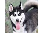 Adopt A487254 a Siberian Husky