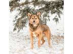 Adopt Alfonzo--In Foster a German Shepherd Dog