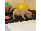 French Bulldog Puppy for sale in Clarksville, TN, USA