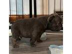 French Bulldog Puppy for sale in Clarksville, TN, USA