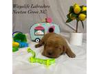 Labrador Retriever Puppy for sale in Newton Grove, NC, USA