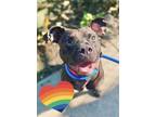 Adopt Bud a Pit Bull Terrier, Mixed Breed