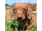 Dachshund Puppy for sale in Bloomington, IN, USA