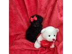 Poodle (Toy) Puppy for sale in Warrenville, SC, USA