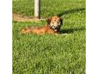 Soft Coated Wheaten Terrier Puppy for sale in Bedford, IN, USA