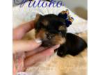 Yorkshire Terrier Puppy for sale in Belleville, IL, USA