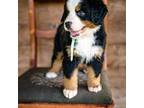 Bernese Mountain Dog Puppy for sale in Belfast, TN, USA