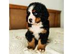 Bernese Mountain Dog Puppy for sale in Belfast, TN, USA
