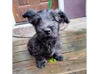 Skye Terrier Puppy for sale in Pine City, MN, USA
