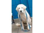 Adopt CR a Great Pyrenees