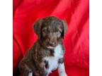 Mutt Puppy for sale in Grand Junction, CO, USA