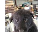 German Shepherd Dog Puppy for sale in Wolfe City, TX, USA