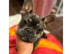 French Bulldog Puppy for sale in Scranton, AR, USA