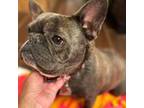 French Bulldog Puppy for sale in Scranton, AR, USA