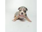 Mutt Puppy for sale in Darby, PA, USA