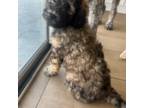 Mutt Puppy for sale in Henderson, NV, USA