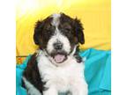 Goldendoodle Puppy for sale in Henrietta, TX, USA