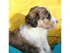 Goldendoodle Puppy for sale in Henrietta, TX, USA