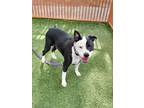 Adopt DYER a Pit Bull Terrier