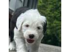 Old English Sheepdog Puppy for sale in Roanoke, VA, USA