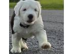 Old English Sheepdog Puppy for sale in Roanoke, VA, USA