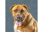 Adopt George a Mastiff