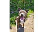 Adopt Mr. Wiggles a Pit Bull Terrier, Mixed Breed