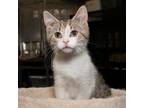 Adopt Wooster a Domestic Short Hair