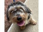 Adopt Ben a Yorkshire Terrier, Mixed Breed