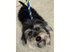 Adopt Jerry a Yorkshire Terrier, Poodle