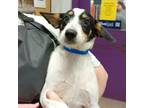 Adopt Bo a Jack Russell Terrier, Mixed Breed