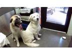 Adopt BUDDY a Great Pyrenees, Mixed Breed