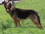 Adopt A431991 a German Shepherd Dog
